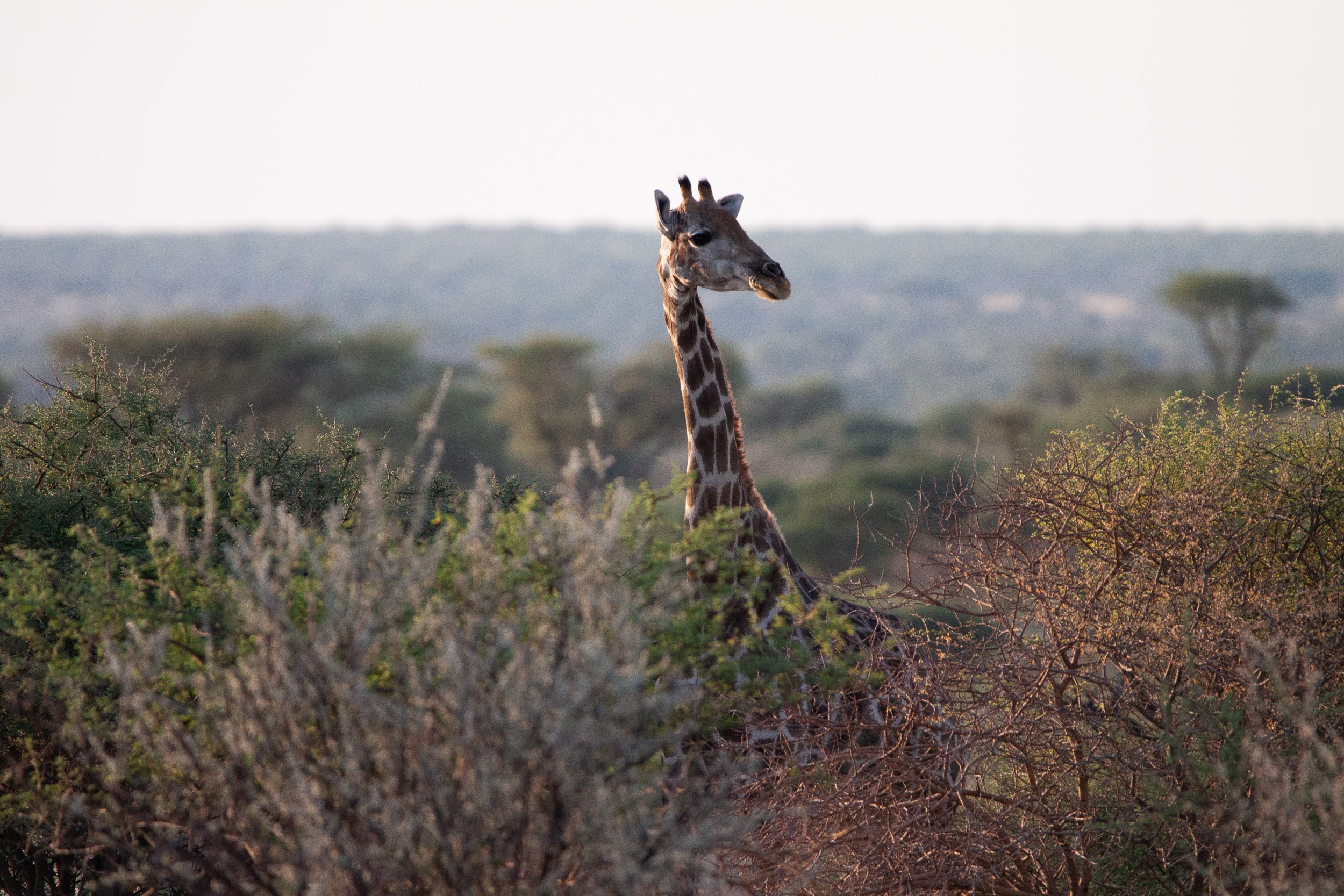 okavandu_namibia_game_drive_001.jpg