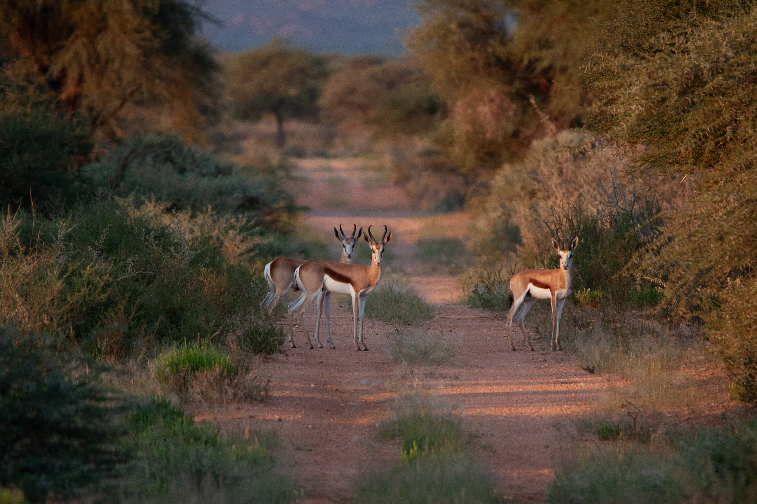 okavandu_namibia_game_drive_003.jpg