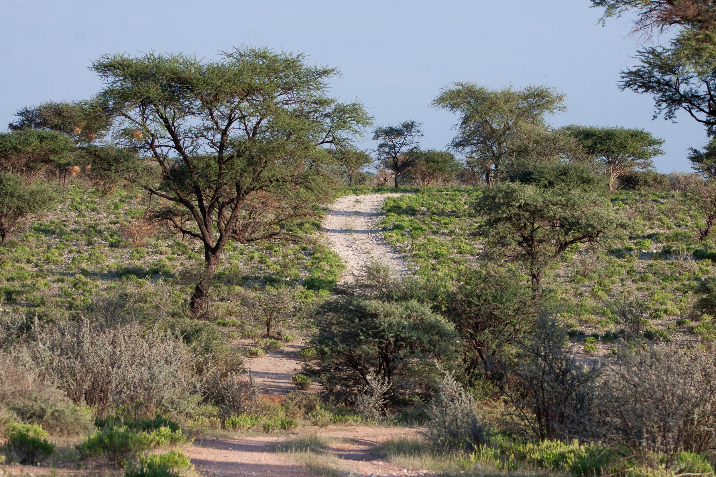 okavandu_namibia_game_drive_009.jpg