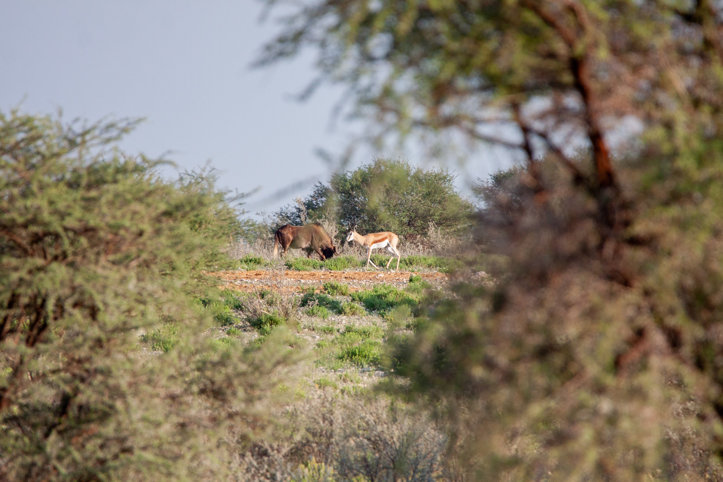 okavandu_namibia_game_drive_010.jpg