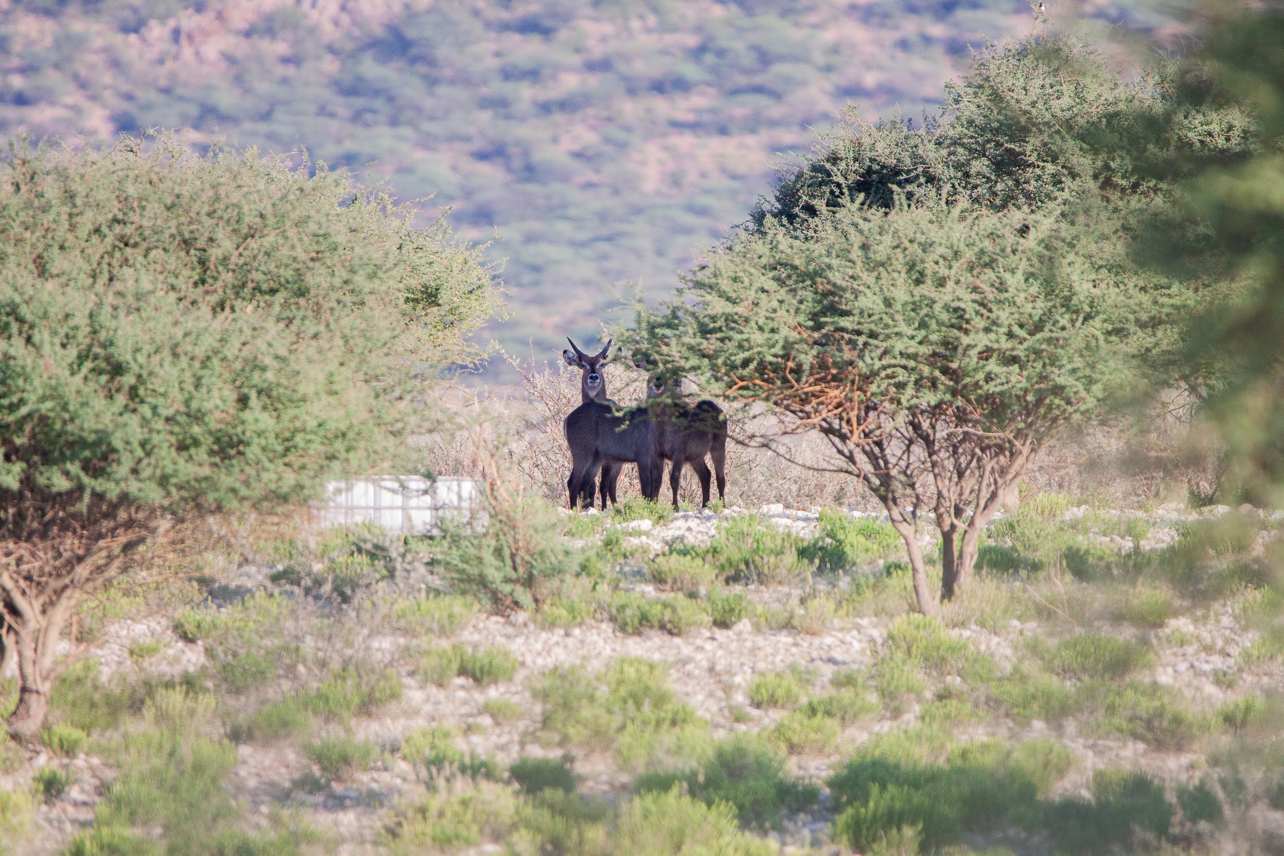 okavandu_namibia_game_drive_012.jpg