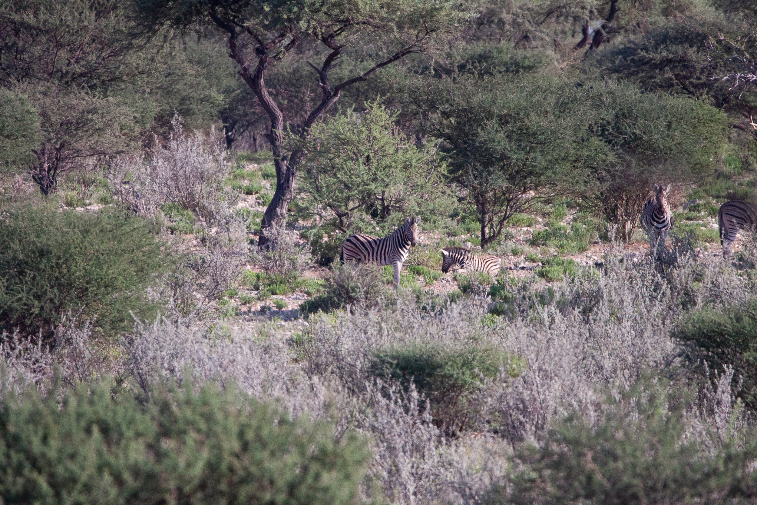 okavandu_namibia_game_drive_016.jpg