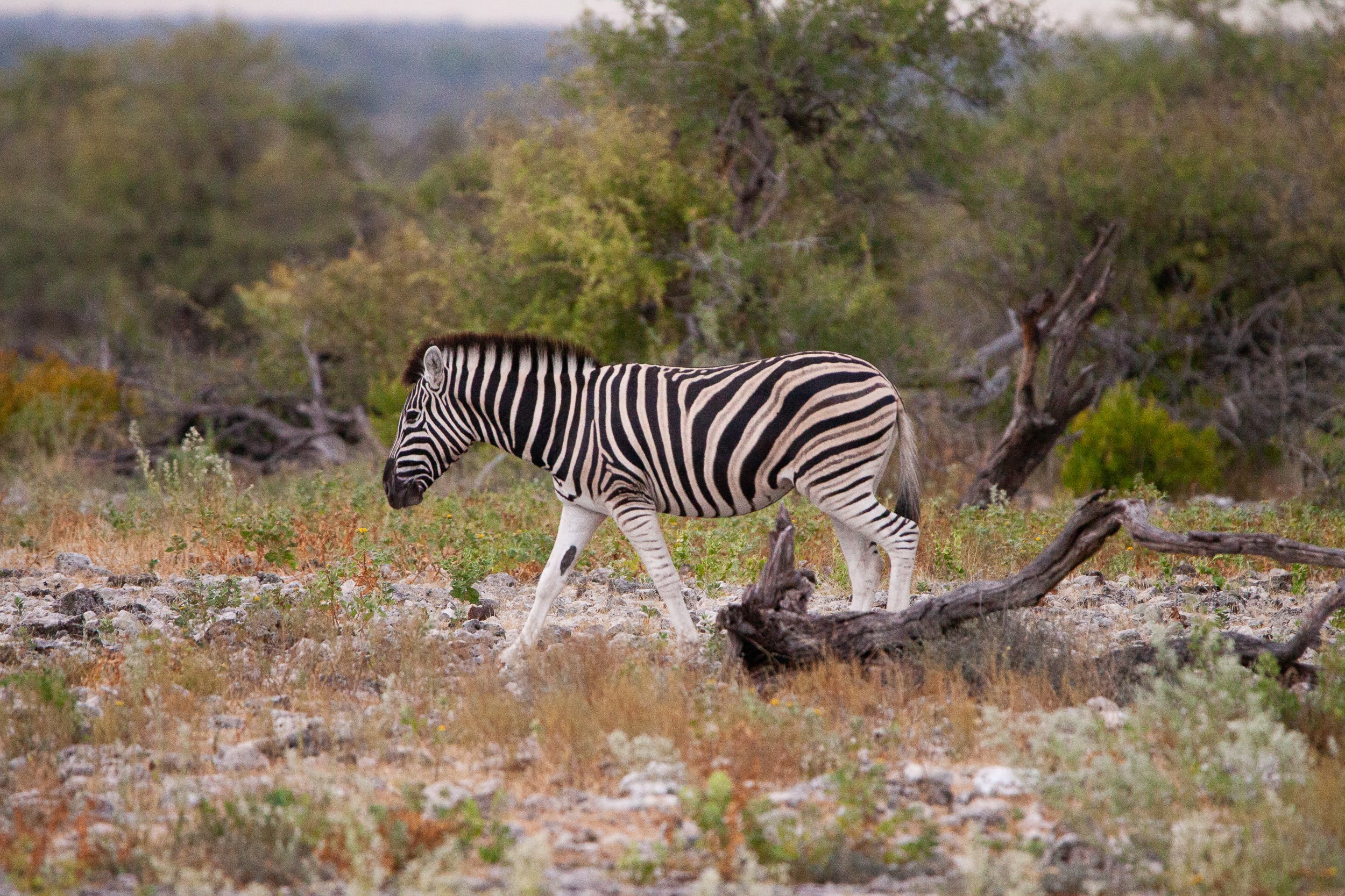 okavandu_namibia_game_drive_022.jpg