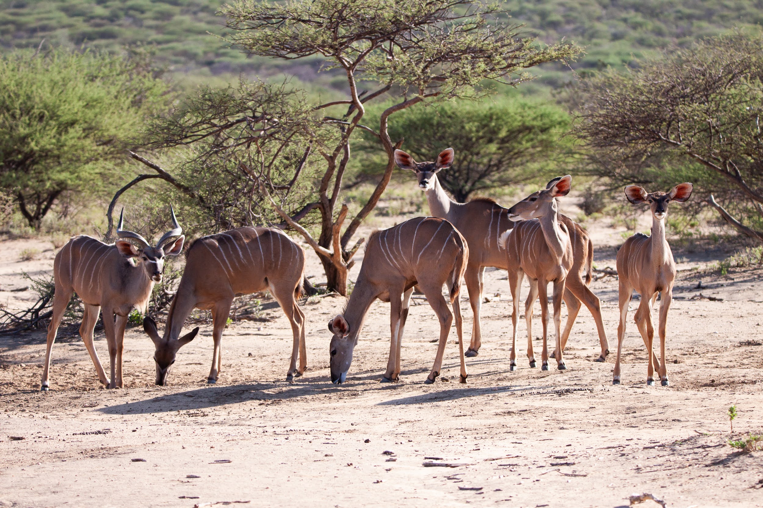 okavandu_namibia_game_drive_031.jpg