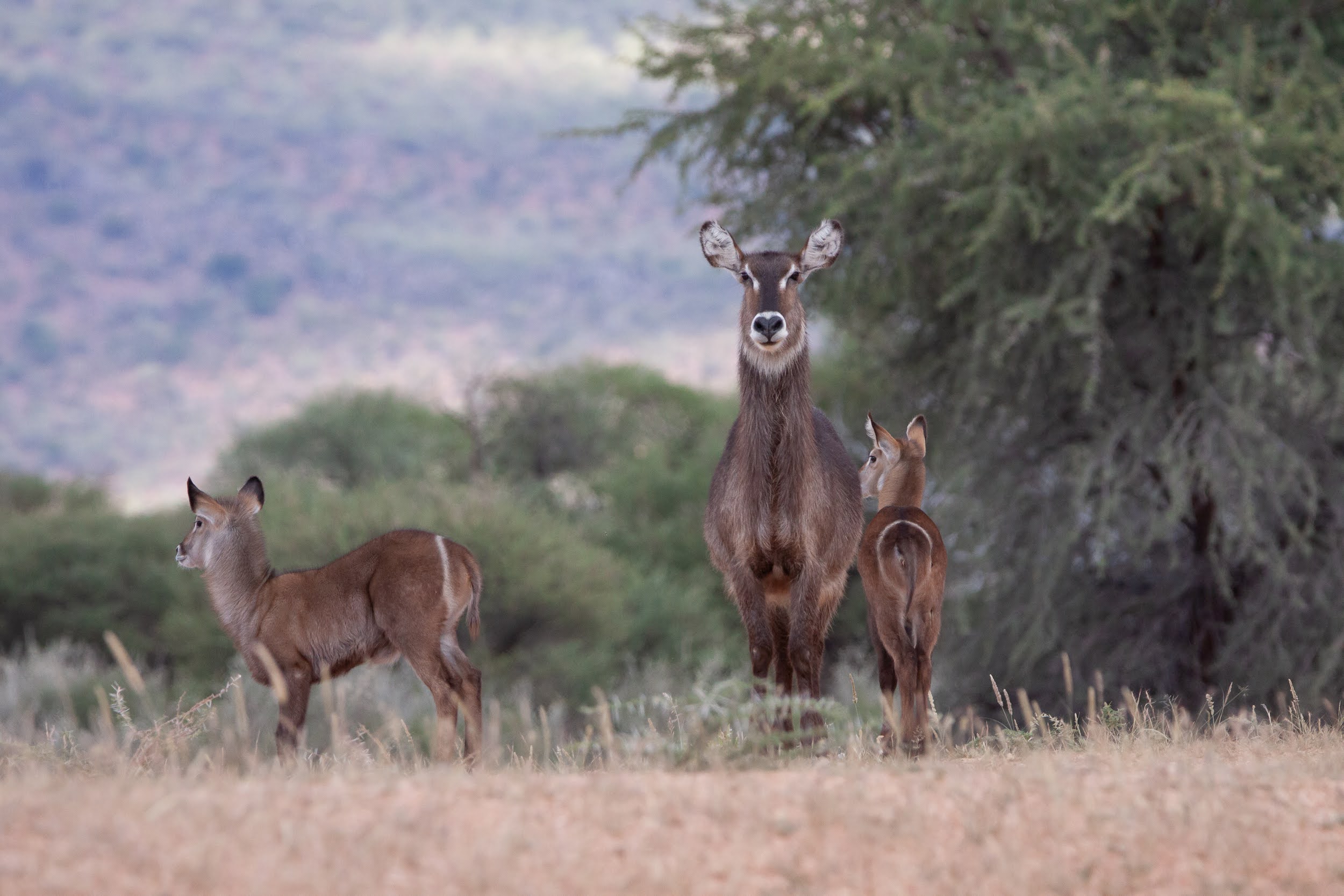 okavandu_namibia_game_drive_040.jpg