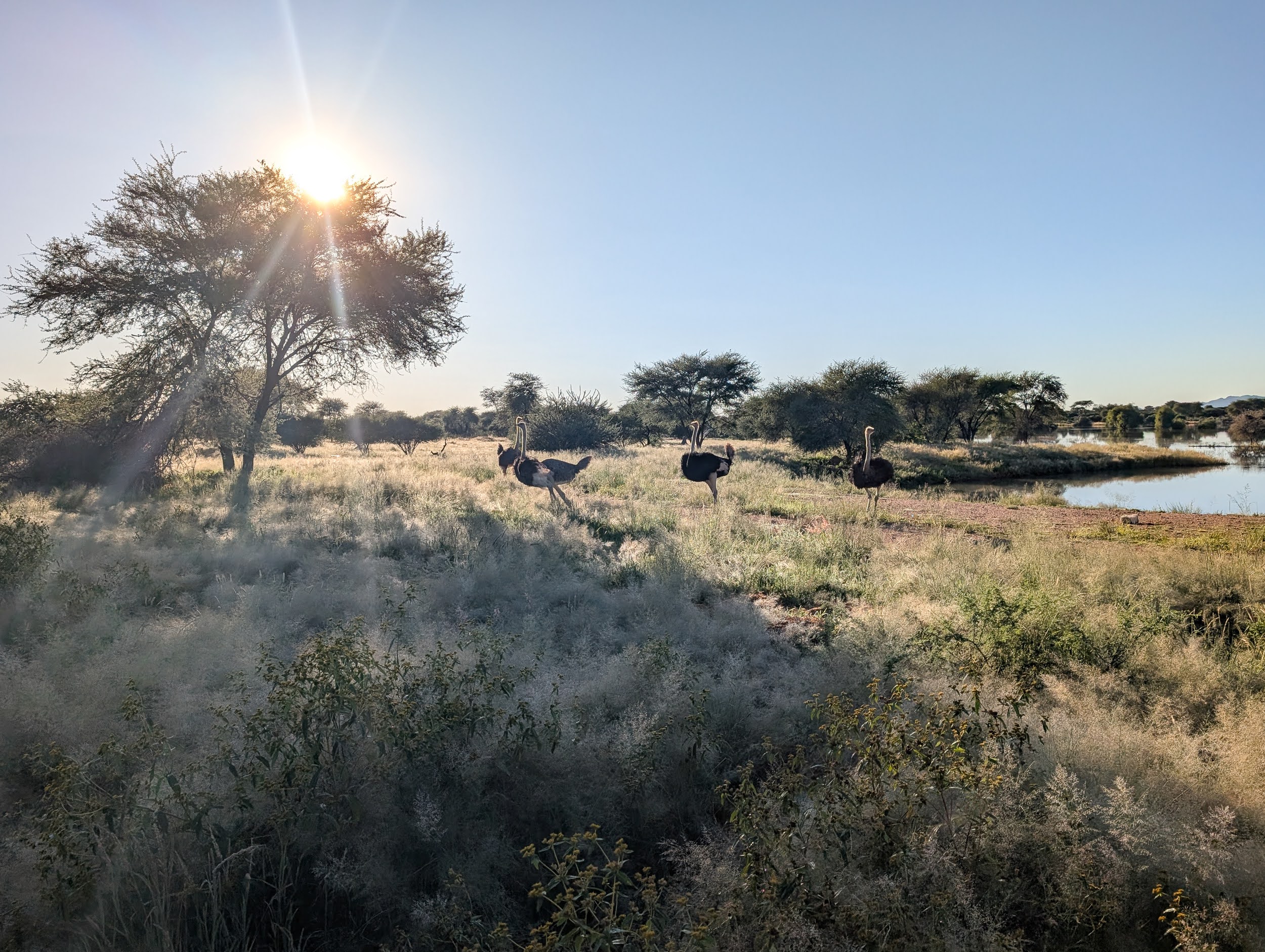 okavandu_namibia_game_drive_083.jpg